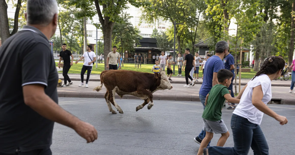 Kurbanlık Dana İzmir Sokaklarında: Manisa'dan Nasıl Kaçtı? - Manisa Bakış
