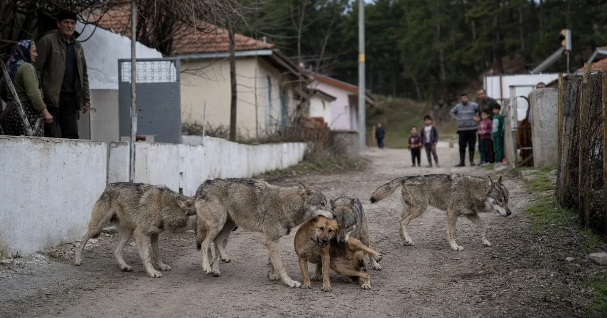 Kastamonu'dan Acı Haber: Kurtlar Köyde Köpeği Parçaladı! - Manisa Bakış